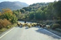 Greece, Crete, Sheeps