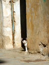 Greece, cute stray kitten Royalty Free Stock Photo