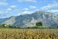 Greece, Epirus County, Agriculture Royalty Free Stock Photo