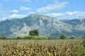 Greece, Epirus County, Agriculture Royalty Free Stock Photo