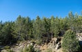 Greece Epirus, Pinus Nigra, Austrian or black pine coniferous tree at mountain forest. Under view Royalty Free Stock Photo