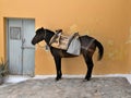 Greece, Hydra: Donkey for Personal Transportation Royalty Free Stock Photo