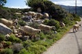 Greece, island of Crete. A flock of sheep jumps on the road from the mountain. Royalty Free Stock Photo