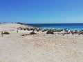 Greece, Kharpathos, Sea, Paradise, Sand, Flower, Plants