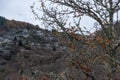 Greece, Kipoi, Zagoria Epirus winter day. View of blur built in forest, village through plane tree