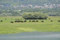 Greece, Lake Kerkini, Buffalo Royalty Free Stock Photo