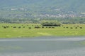 Greece, Lake Kerkini, Buffalo Royalty Free Stock Photo