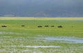 Greece, Buffalo in Lake Kerkini Royalty Free Stock Photo