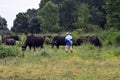 Greece, Lake Kerkini, Water Buffalo Royalty Free Stock Photo