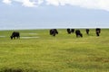 Greece, Lake Kerkini, Water Buffalo Royalty Free Stock Photo