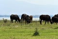 Greece, Lake Kerkini, Water Buffalo Royalty Free Stock Photo