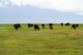 Greece, Lake Kerkini, Water Buffalo Royalty Free Stock Photo