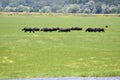 Greece, Buffalo at Lake Kerkini Royalty Free Stock Photo