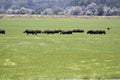 Greece, Lake Kerkini, Buffalo Royalty Free Stock Photo