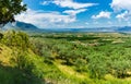 Greece, May. Olive fields near Lamia Royalty Free Stock Photo