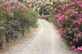 Greece oleanders