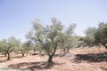 Greece Olive Trees