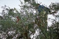 Man picking olives by hand rake in Peloponnese, Greece