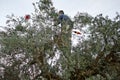 Man picking olives by hand rake