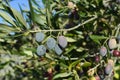 Greece, Olive Tree fruits