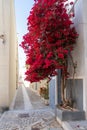 Greece. Syros island, Ermoupolis. Narrow street, stone paved alley, red bougainvillea