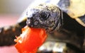 Greece turtle eats a tomato