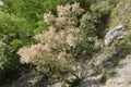 Greece, Tzoumerka National Park, Smoke Bush