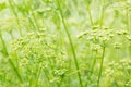 Greed grass in a dew. Close up shot with selective focus