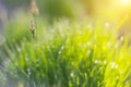 Greed grass in a dew. Close up shot with selective focus and beautiful natural bokeh.