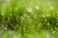 Greed grass in a dew. Close up shot with selective focus and beautiful natural bokeh. Blurred background Royalty Free Stock Photo