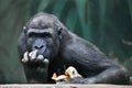 Greed.. Portrait of a female gorilla Expressive emotions Royalty Free Stock Photo