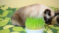 Greedy cat nibbling grass