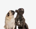 greedy couple of pug and french bulldog puppies looking up and begging for a snack Royalty Free Stock Photo