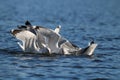 Greedy Gulls