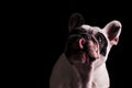 Greedy and hungry french bulldog licking its nose