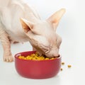 Greedy hungry Hairless cat Don Sphynx breed with pink naked skin Royalty Free Stock Photo