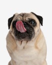 greedy little pug puppy sticking out tongue and licking nose Royalty Free Stock Photo