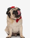 greedy pug dog with hat and red bowtie looking to side and licking nose Royalty Free Stock Photo