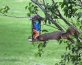 Greedy squirrel stealing from bird feeder