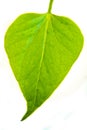 Greeen leaf isolated Royalty Free Stock Photo