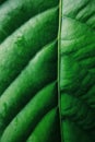 Greeen leaf Royalty Free Stock Photo