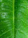 Greeen Leaf With Waterdrops Royalty Free Stock Photo