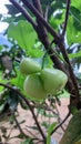 Greeen rose Apple in village Royalty Free Stock Photo