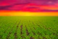 Greeen rural field at the dramatic sunset Royalty Free Stock Photo