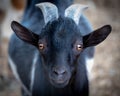 Greek Agriculture traditional animal. Face portrait of a young black white wild goat Royalty Free Stock Photo