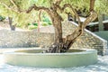 A Greek Ancient Olive Tree Protected in a Neat Garden in Chania City, Crete Island, Greece.