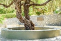 A Greek Ancient Olive Tree Protected in a Neat Garden in Chania City, Crete Island, Greece