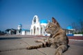 Greek Architecture with bule sky with a cat