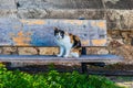 Greek calico cat sitting on a bench Royalty Free Stock Photo