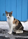 Greek cat Royalty Free Stock Photo